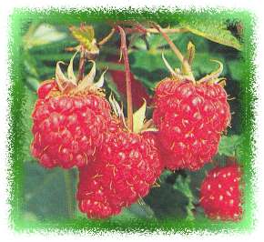 Foto van Rubus idaeus ´Zefa Herbsternte´, Nederlands: framboos, (Synoniem  ) behorende tot de plantengroep Fruitbomen & fruitstruiken (bessen)