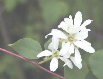 Amelanchier alnifolia
