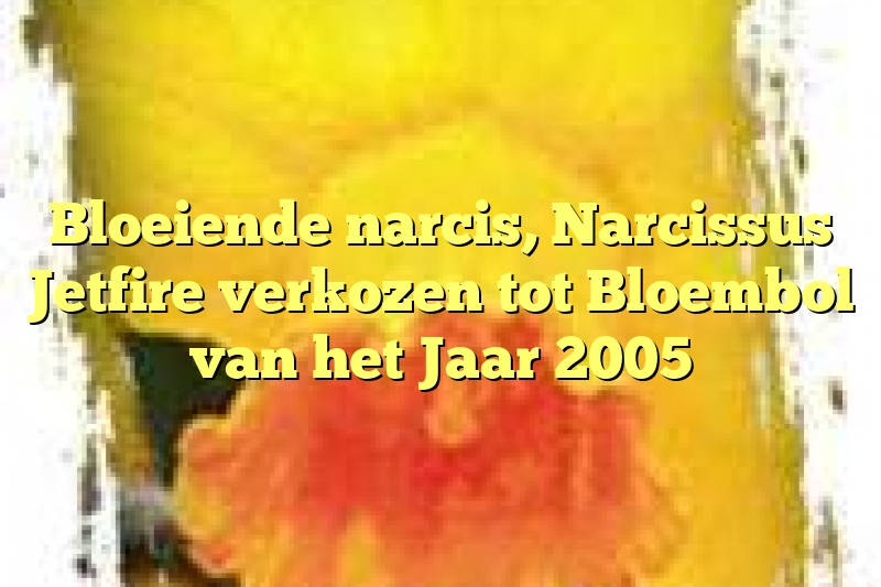 Bloeiende narcis, Narcissus Jetfire verkozen tot Bloembol van het Jaar 2005