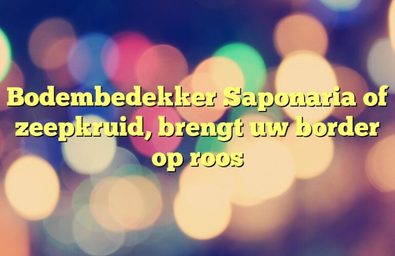 Bodembedekker Saponaria of zeepkruid, brengt uw border op roos
