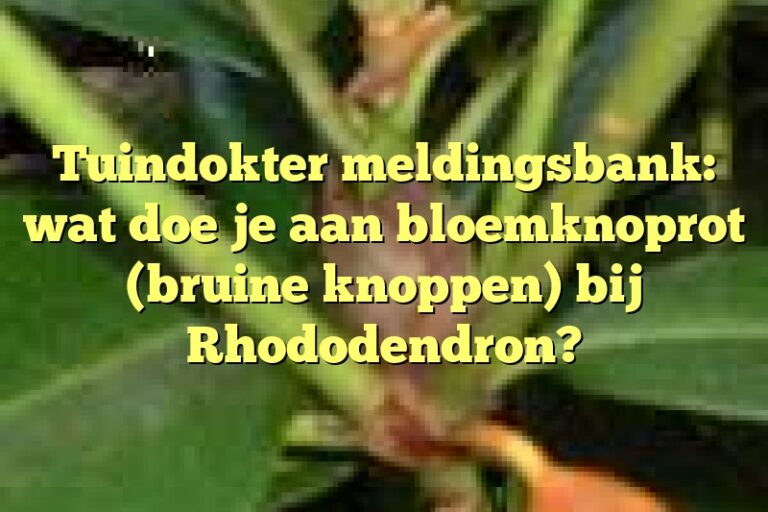 Tuindokter meldingsbank wat doe je aan bloemknoprot (bruine knoppen) bij Rhododendron?