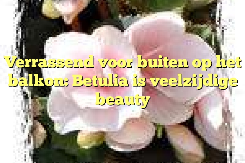 Verrassend voor buiten op het balkon: Betulia is veelzijdige beauty