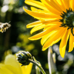 Bijen in de moestuin