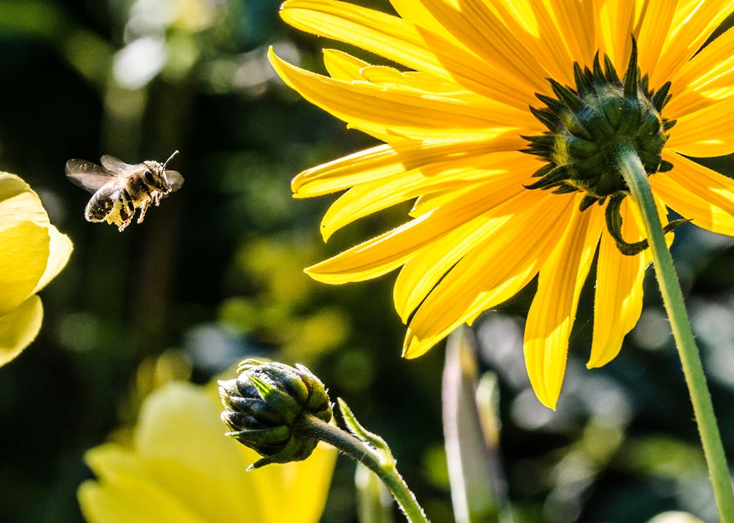 Bijen in de moestuin